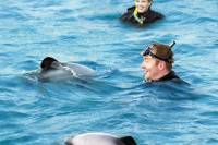 Swimming with Dolphins in Akaroa