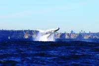 Sydney Combo: Whale-Watching Cruise and Sydney Attraction Pass