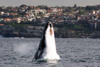 Sydney Eco Whale Watching Small Group Cruise
