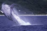 Tahiti Whale Watching Cruise