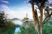 Tahune AirWalk Admission Ticket with Optional Cable Eagle Hang-Gliding
