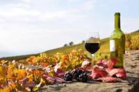Taste of Castelli Romani: Day Trip Including Santa Benedetta Winery from Rome