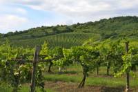 Tokaj Wine Country Day Trip from Budapest