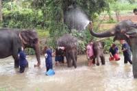 Tong Bai Foundation Elephant Tour from Chiang Mai