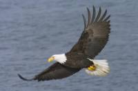Tromso RIB Cruise: Seabirds, Seals and Scenery