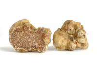 Truffle Hunting, Truffle Factory Visit and 1 Michelin Star Dining Experience