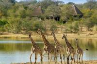 Tshukudu and Khamai Interactive Encounter from Hazyview