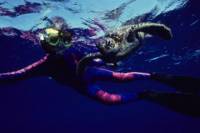 Turtle Reef Kayak Tour