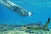 Turtle Snorkeling Adventure from Cancun