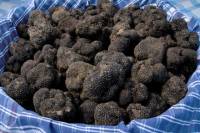 Tuscan Truffle-Hunting Experience