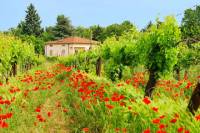 Tuscany in One Day Sightseeing Tour from Rome