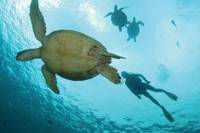 Two Oceans in One Day for Certificate Divers