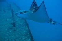 Two Tank Certified Wreck SCUBA Diving From Waikiki