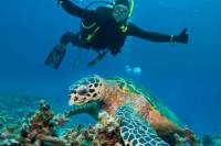 Two-Tank Scuba Dive Off the Big Island
