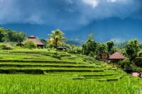 Ubud Rice Field Trekking Tour