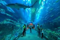 Underwater Zoo, Dubai Aquarium and Ice Rink Guided Day Tour