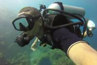 USS Liberty Shipwreck Scuba Diving Tour in Bali