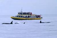 Victoria Shore Excursion: Whale-Watching Cruise and Butchart Gardens Admission