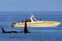 Victoria Whale and Wildlife Cruise