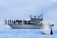 Victoria Whale Watch Tour