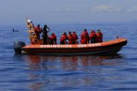 Victoria Whale-Watching Tour by Zodiac