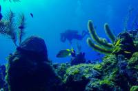 VIP 2-Tank Dive in Roatán