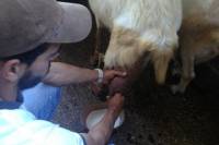 Visit the Traditional Farm