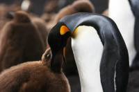Volunteer Point in Falkland Islands