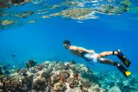 Waianae Coast Snorkel Cruise with Dolphin and Seasonal Whale Watching from Oahu