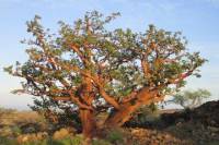 Waikoloa Dryland Conservation Tour