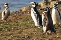 Walk with the Penguins in Martillo Island