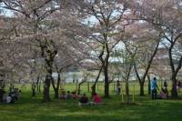Washington DC Cherry Blossom Segway Tour