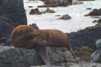 Wellington South Coast Seals Small-Group Tour