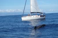 Whale and Dolphin Watching 3 hour Shared Charter