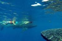 Whale Shark Encounter Full-Day Tour from Riviera Maya