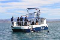 Whale Shark Snorkel from La Paz