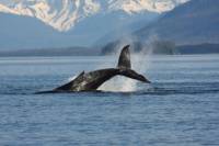 Whale Watching and Blue Lagoon