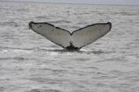 Whale Watching & Wildlife Eco Tour from San Francisco