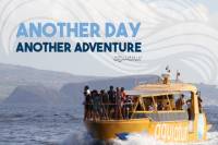 Whale Watching Azores
