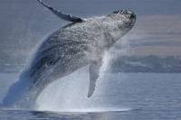 Whale-Watching Cruise and Fremantle Day Trip from Perth
