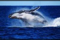 Whale Watching Cruise from Redcliffe, Brisbane or the Sunshine Coast