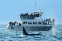 Whale-Watching Cruise with Expert Naturalists