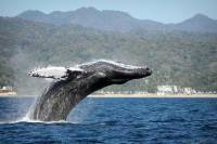 Whale Watching Day Trip From Punta Cana