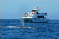 Whale Watching Experience with Live Commentary