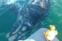 Whale Watching from Hermanus