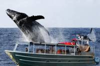 Whale Watching from Hilo: Dawn, Brunch or Sunset Cruise
