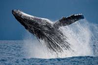 Whale Watching: Humpback Whales in Cabo San Lucas