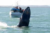 Whale Watching including Gullfoss and Geysir Express Tour from Reykjavik