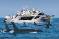 Whale Watching Marine Wildlife Excursion from Victoria