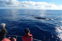Whale Watching Off Portugal's Coast